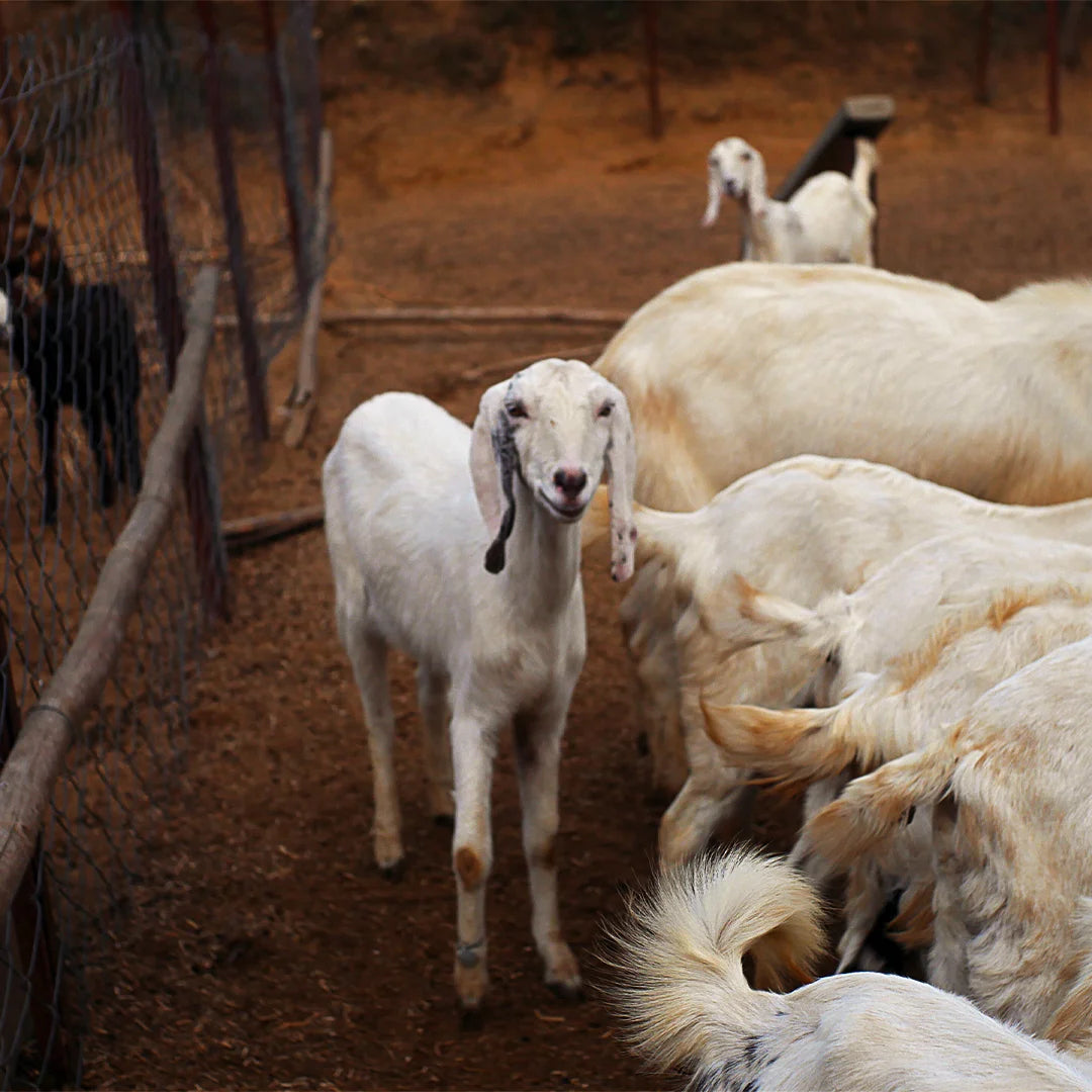 Fidelo Goat Milk I Glass Pack I 290ml